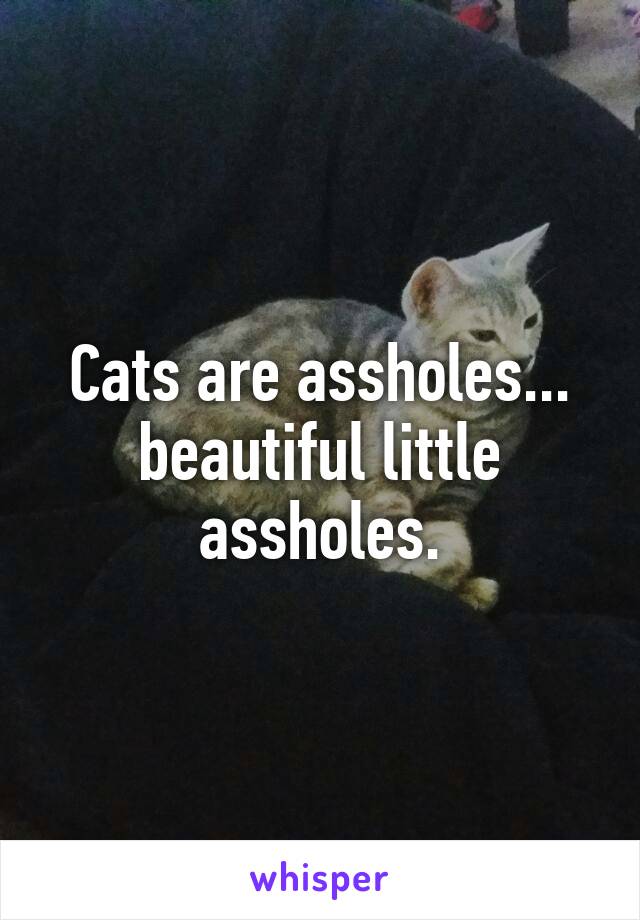 Cats are assholes... beautiful little assholes.