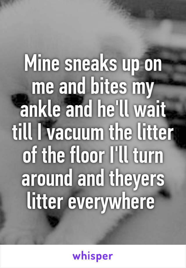 Mine sneaks up on me and bites my ankle and he'll wait till I vacuum the litter of the floor I'll turn around and theyers litter everywhere 