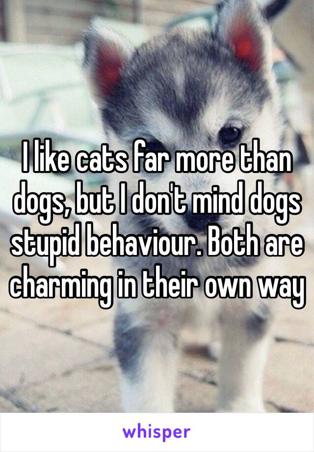 I like cats far more than dogs, but I don't mind dogs stupid behaviour. Both are charming in their own way 
