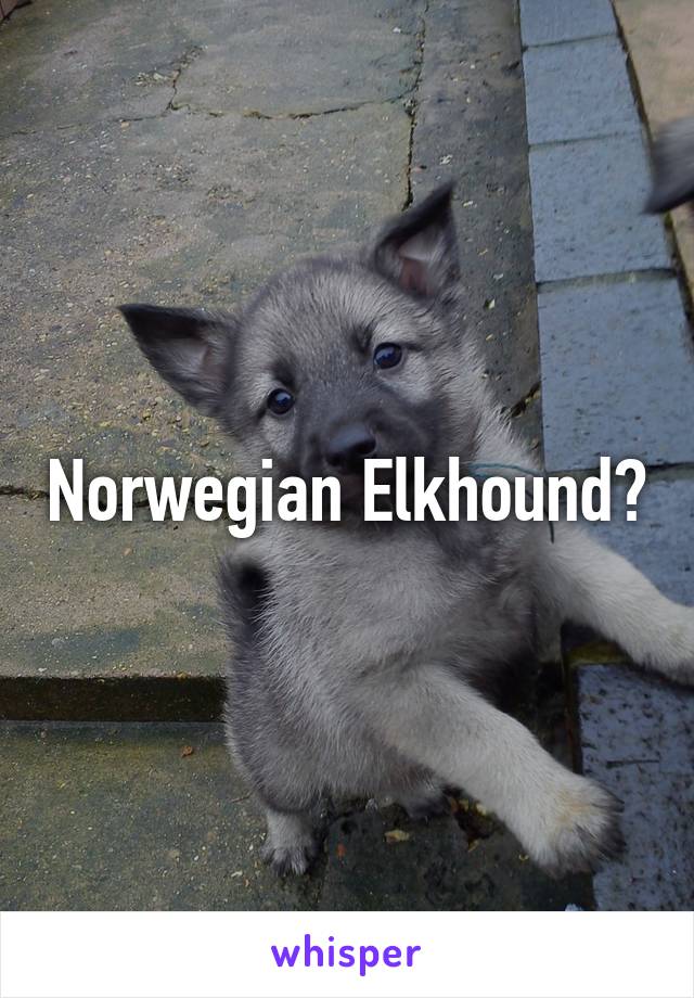 Norwegian Elkhound?