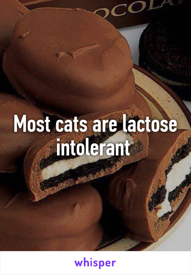 Most cats are lactose intolerant 