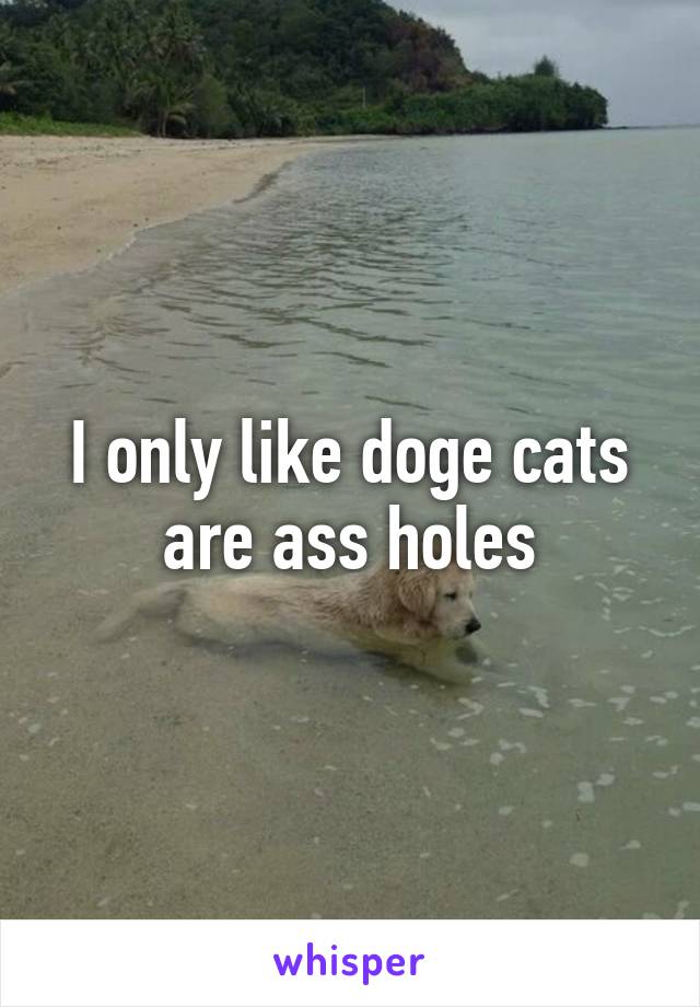 I only like doge cats are ass holes