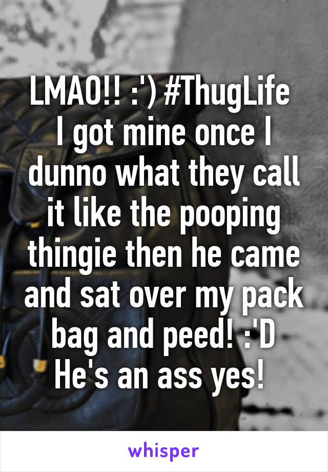 LMAO!! :') #ThugLife 
I got mine once I dunno what they call it like the pooping thingie then he came and sat over my pack bag and peed! :'D He's an ass yes! 