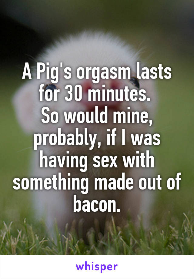 A Pig's orgasm lasts for 30 minutes. 
So would mine, probably, if I was having sex with something made out of bacon.