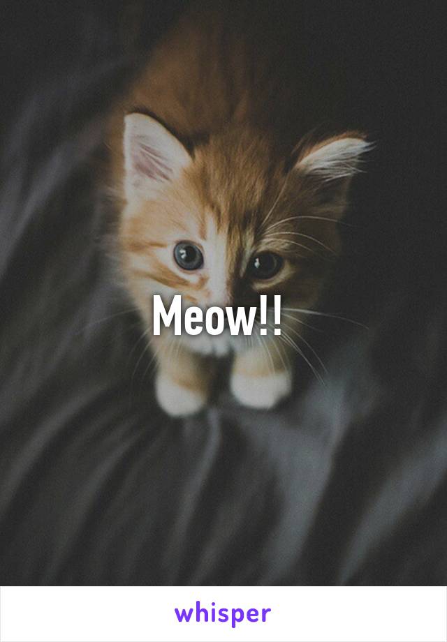 Meow!! 