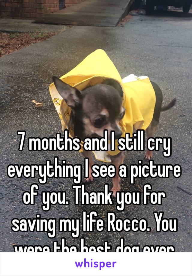 7 months and I still cry everything I see a picture of you. Thank you for saving my life Rocco. You were the best dog ever 