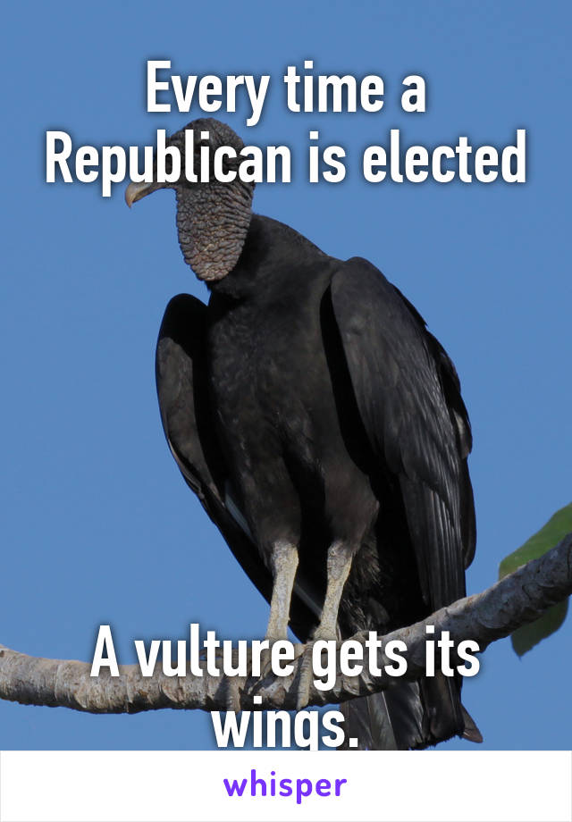 Every time a Republican is elected






A vulture gets its wings.