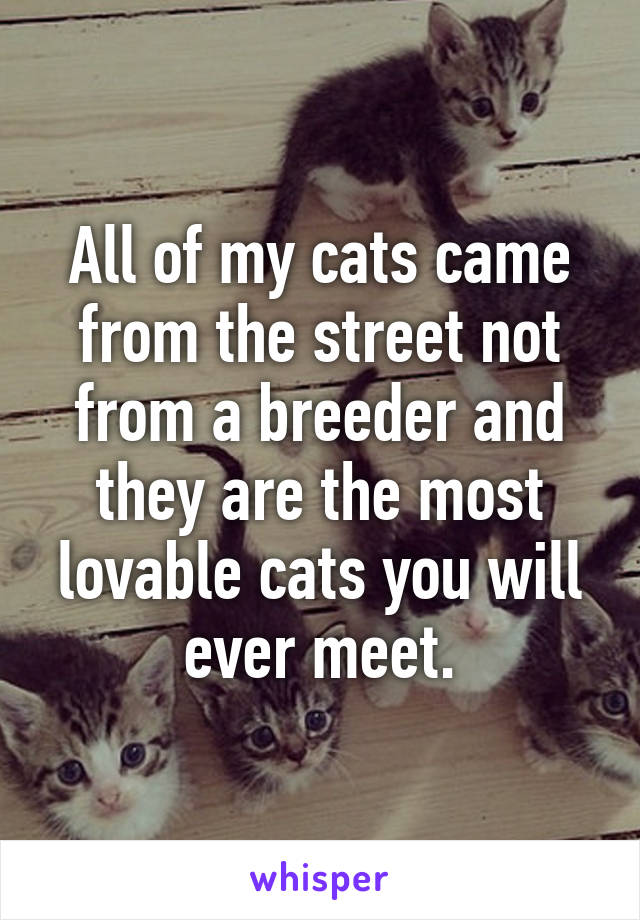 All of my cats came from the street not from a breeder and they are the most lovable cats you will ever meet.