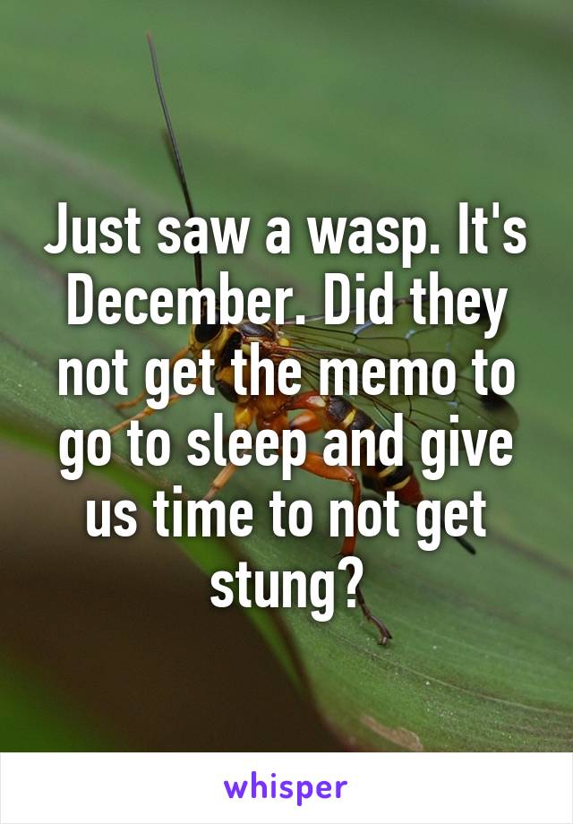 Just saw a wasp. It's December. Did they not get the memo to go to sleep and give us time to not get stung?