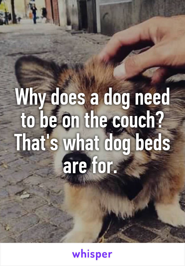 Why does a dog need to be on the couch? That's what dog beds are for. 