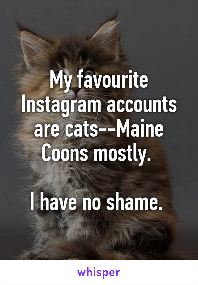 My favourite Instagram accounts are cats--Maine Coons mostly. 

I have no shame. 