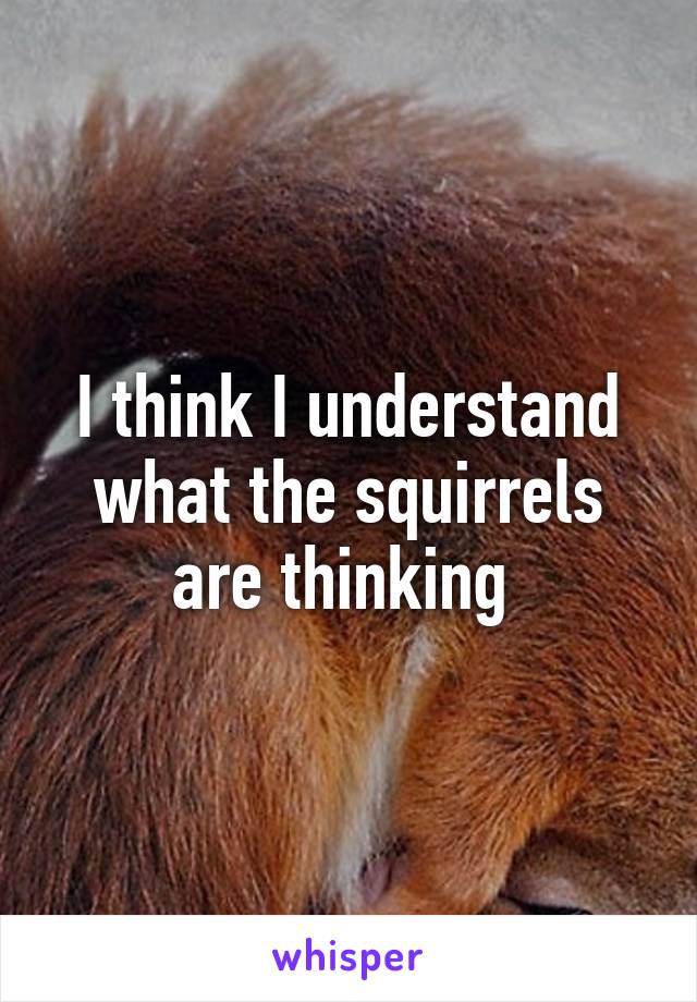 I think I understand what the squirrels are thinking 