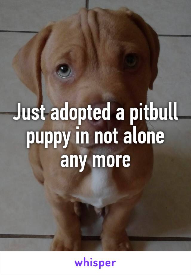 Just adopted a pitbull puppy in not alone any more