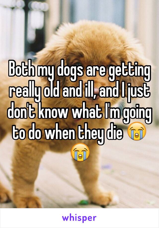 Both my dogs are getting really old and ill, and I just don't know what I'm going to do when they die 😭😭