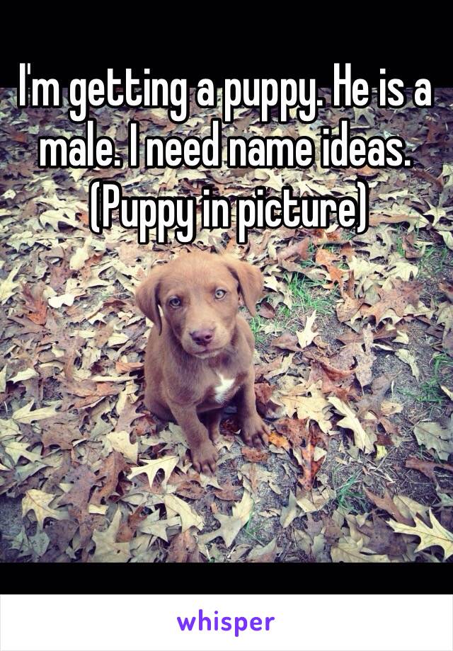 I'm getting a puppy. He is a male. I need name ideas. 
 (Puppy in picture) 