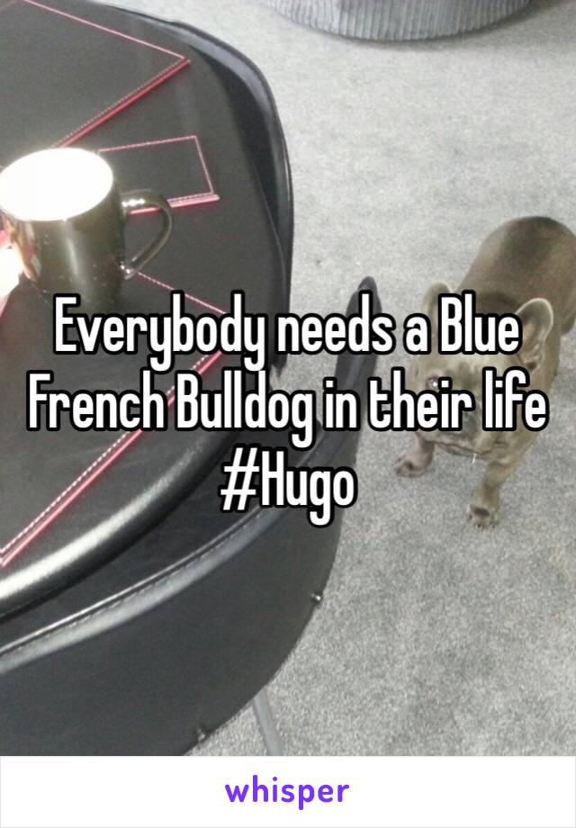 Everybody needs a Blue French Bulldog in their life #Hugo