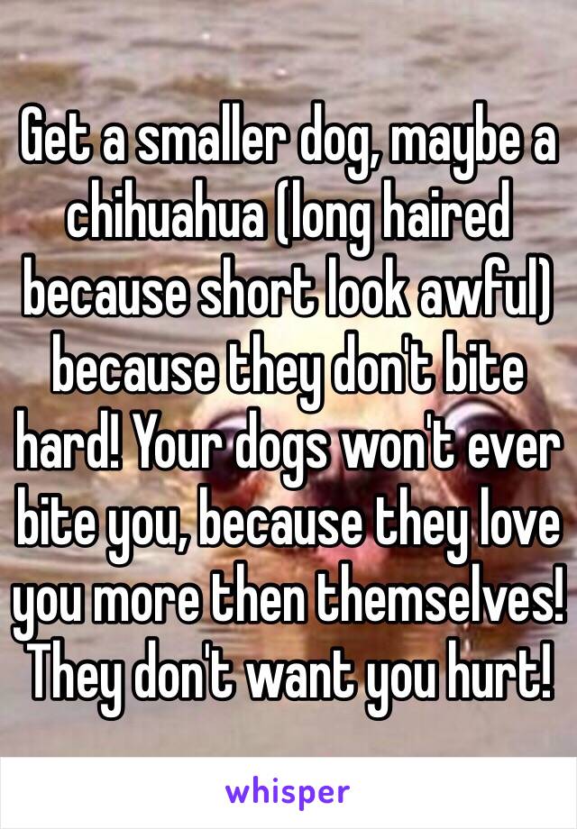 Get a smaller dog, maybe a chihuahua (long haired because short look awful) because they don't bite hard! Your dogs won't ever bite you, because they love you more then themselves! They don't want you hurt! 