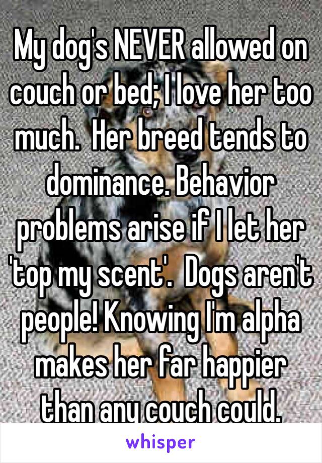 My dog's NEVER allowed on couch or bed; I love her too much.  Her breed tends to dominance. Behavior problems arise if I let her 'top my scent'.  Dogs aren't people! Knowing I'm alpha makes her far happier than any couch could.  