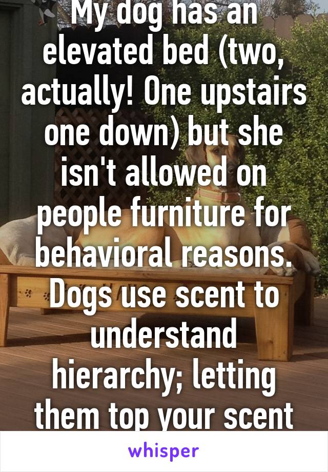 My dog has an elevated bed (two, actually! One upstairs one down) but she isn't allowed on people furniture for behavioral reasons. Dogs use scent to understand hierarchy; letting them top your scent can confuse them. 