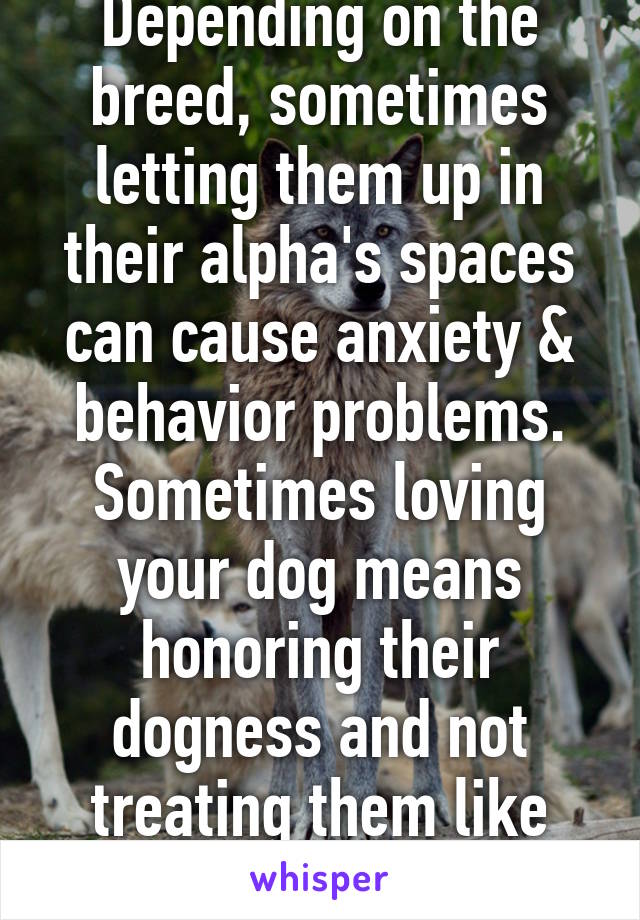 Depending on the breed, sometimes letting them up in their alpha's spaces can cause anxiety & behavior problems. Sometimes loving your dog means honoring their dogness and not treating them like humans. 