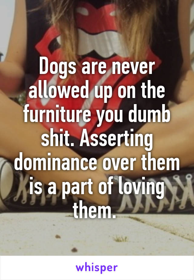 Dogs are never allowed up on the furniture you dumb shit. Asserting dominance over them is a part of loving them. 