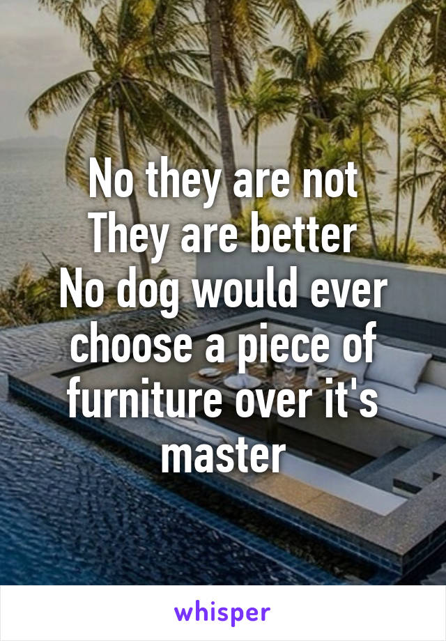 No they are not
They are better
No dog would ever choose a piece of furniture over it's master