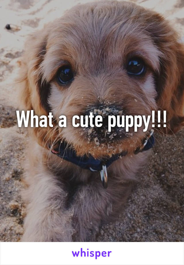 What a cute puppy!!!
