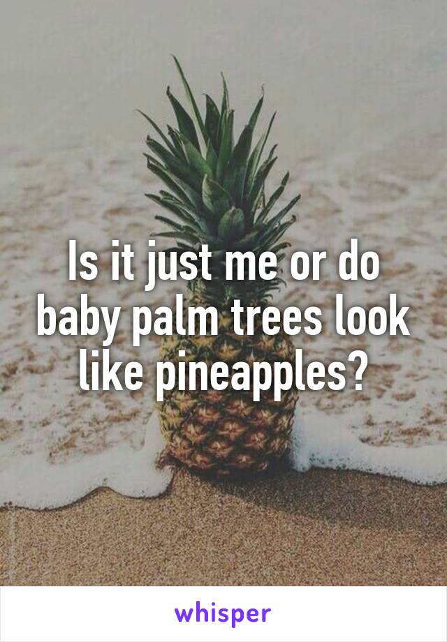 Is it just me or do baby palm trees look like pineapples?