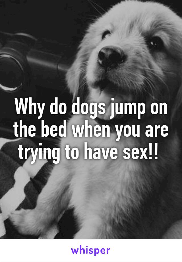 Why do dogs jump on the bed when you are trying to have sex!! 