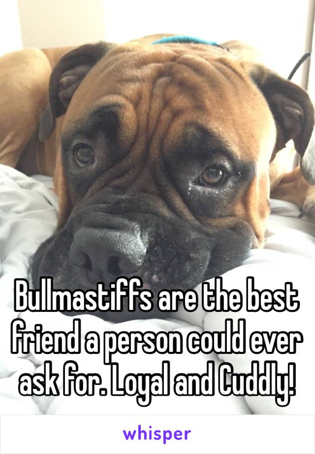 Bullmastiffs are the best friend a person could ever ask for. Loyal and Cuddly!