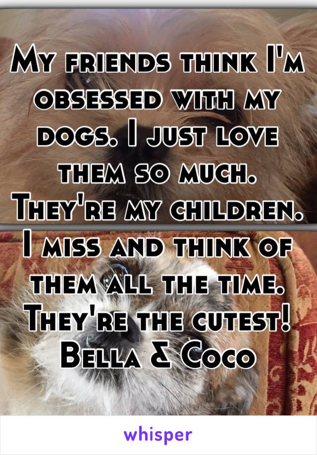 My friends think I'm obsessed with my dogs. I just love them so much. They're my children. I miss and think of them all the time. They're the cutest! Bella & Coco