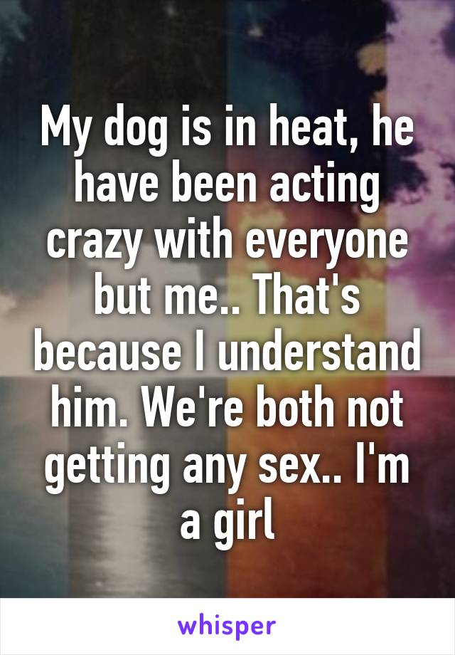 My dog is in heat, he have been acting crazy with everyone but me.. That's because I understand him. We're both not getting any sex.. I'm a girl