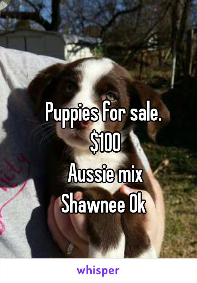 Puppies for sale. 
$100
Aussie mix
Shawnee Ok 