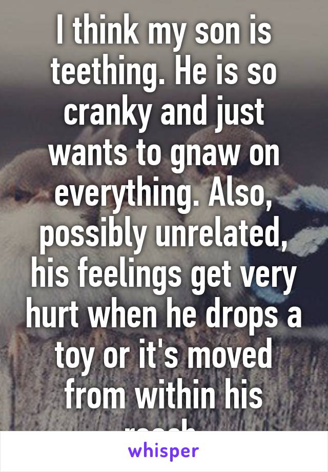 I think my son is teething. He is so cranky and just wants to gnaw on everything. Also, possibly unrelated, his feelings get very hurt when he drops a toy or it's moved from within his reach.