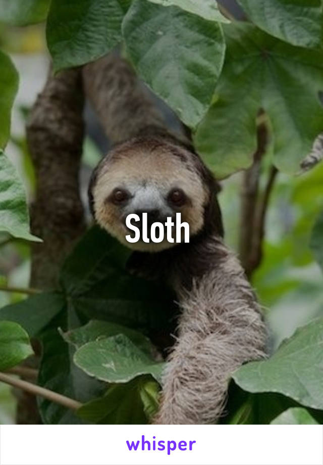 Sloth 