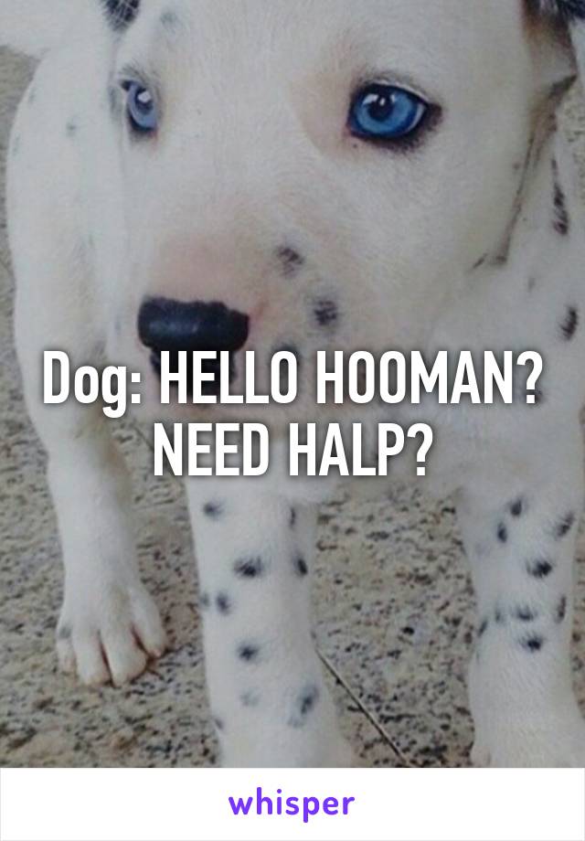 Dog: HELLO HOOMAN? NEED HALP?