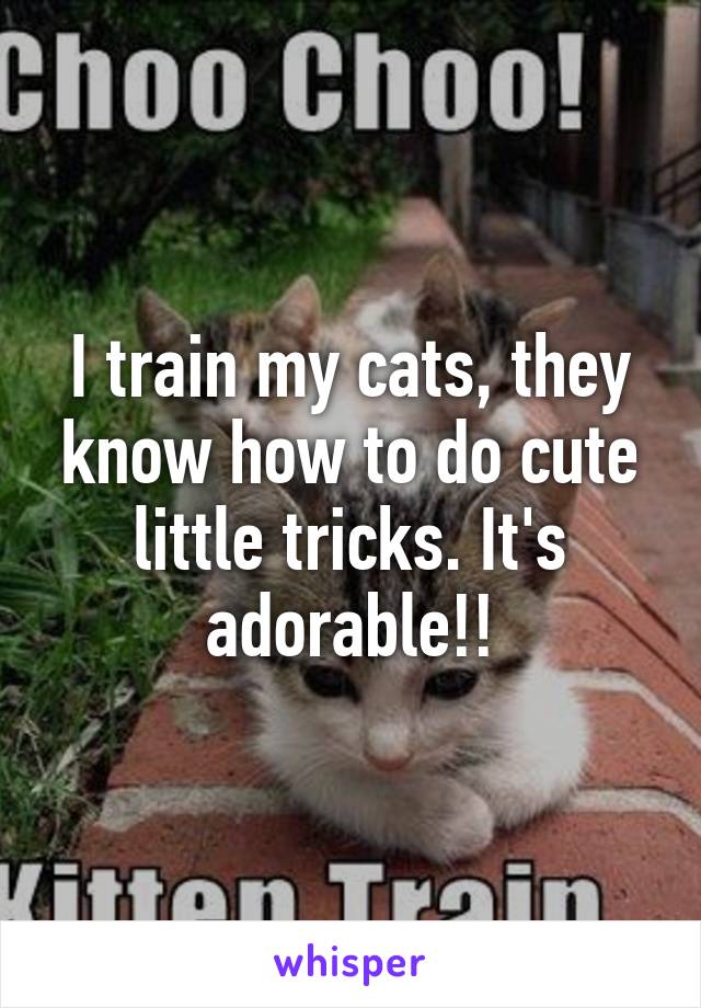 I train my cats, they know how to do cute little tricks. It's adorable!!