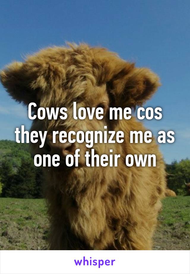 Cows love me cos they recognize me as one of their own