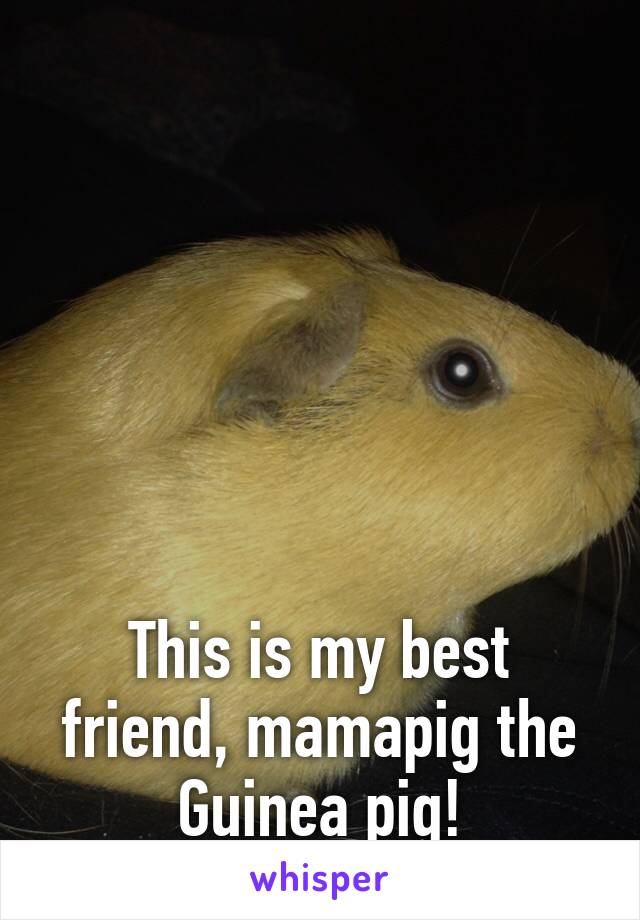    






This is my best friend, mamapig the Guinea pig!