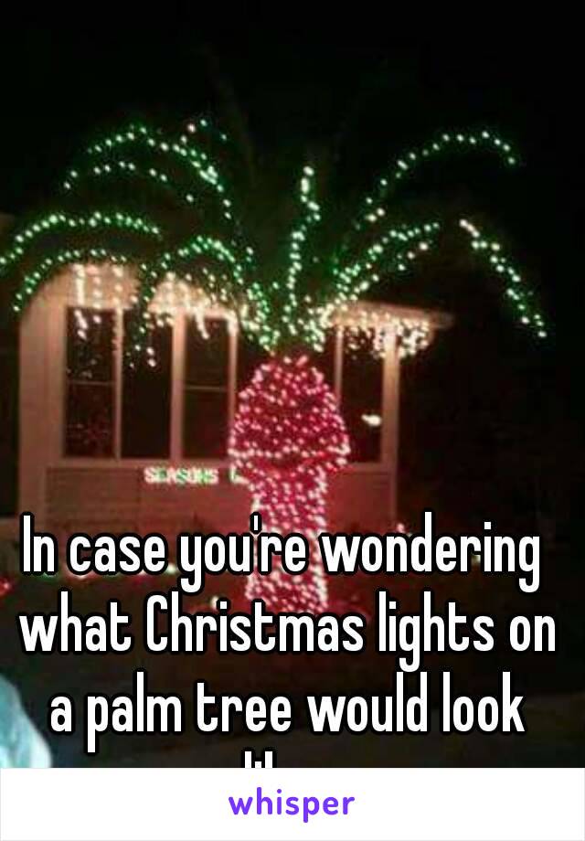 In case you're wondering what Christmas lights on a palm tree would look like. 