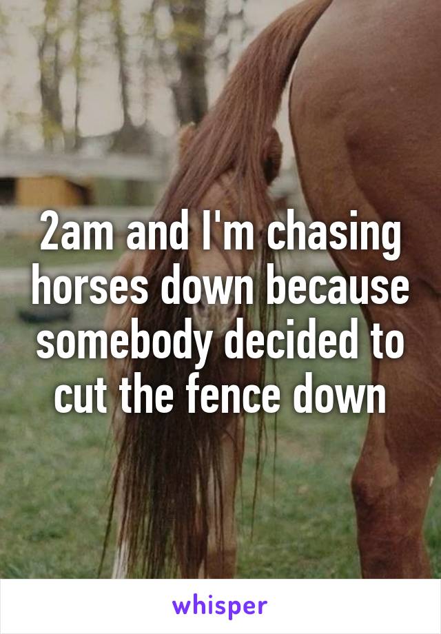 2am and I'm chasing horses down because somebody decided to cut the fence down