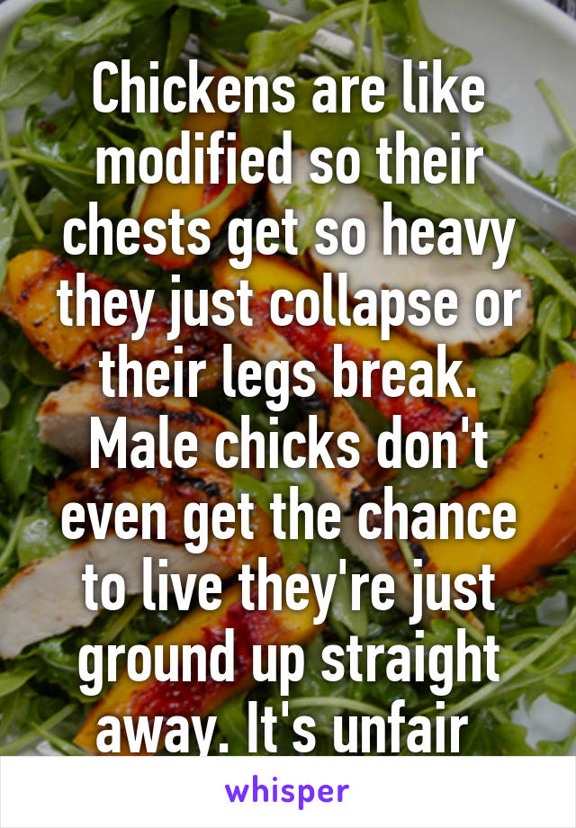 Chickens are like modified so their chests get so heavy they just collapse or their legs break. Male chicks don't even get the chance to live they're just ground up straight away. It's unfair 