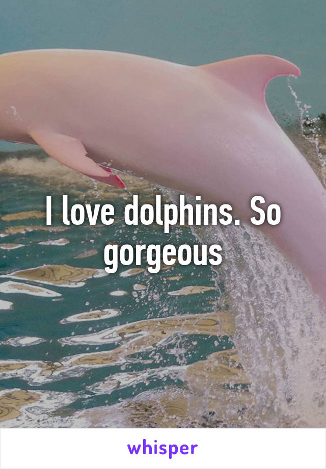 I love dolphins. So gorgeous