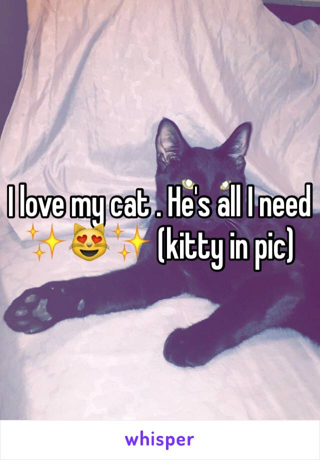 I love my cat . He's all I need ✨😻✨ (kitty in pic)