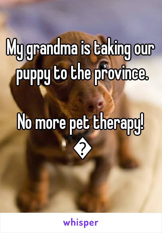 My grandma is taking our puppy to the province.

No more pet therapy! 😭