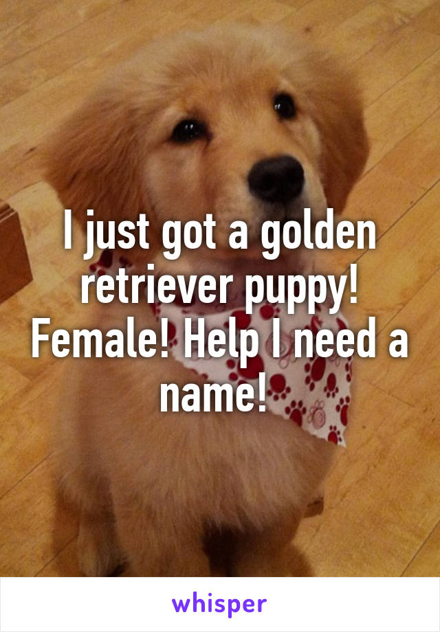 I just got a golden retriever puppy! Female! Help I need a name! 