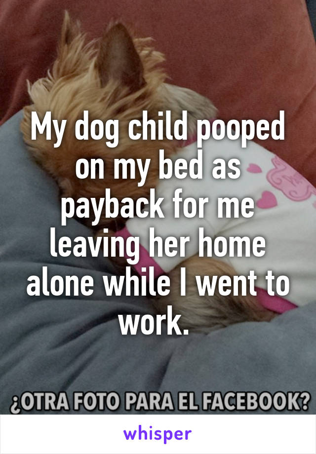 My dog child pooped on my bed as payback for me leaving her home alone while I went to work. 