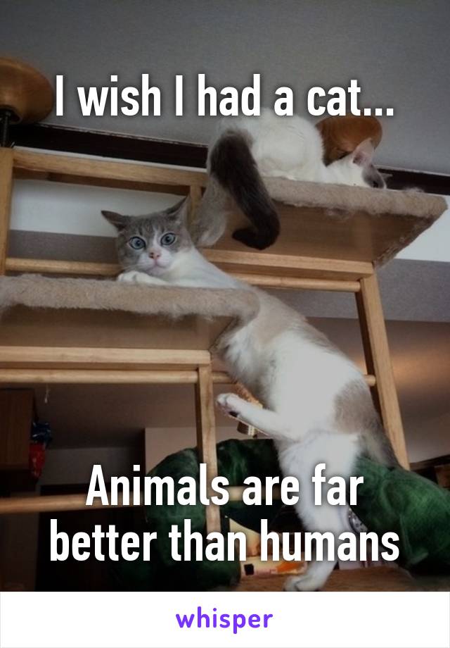 I wish I had a cat...






Animals are far better than humans