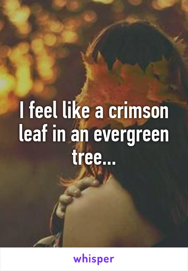 I feel like a crimson leaf in an evergreen tree...