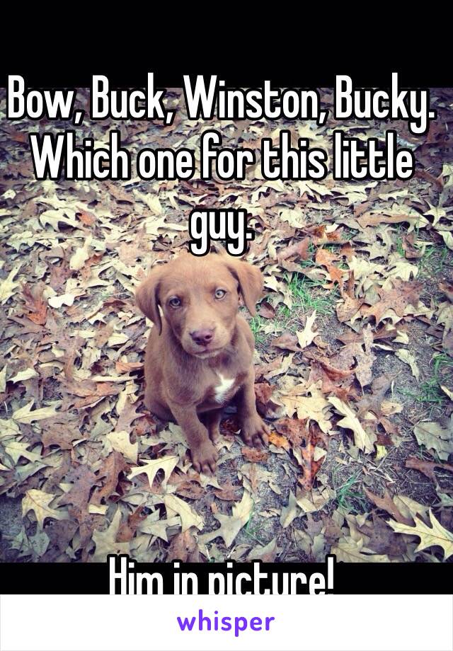 Bow, Buck, Winston, Bucky. 
Which one for this little guy. 





Him in picture! 